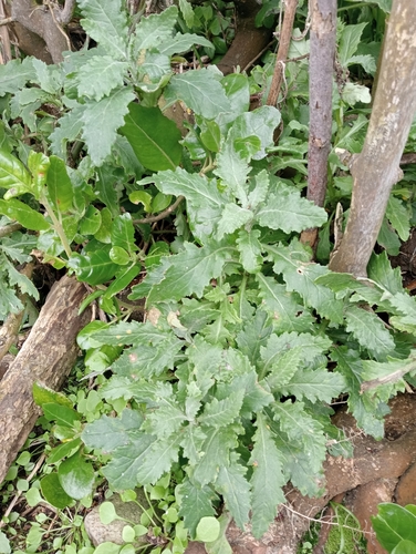 Image of Senecio biserratus by (c) John Barkla, some rights reserved (CC BY)