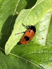 Clytra