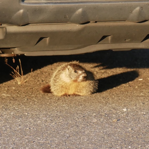 Yellow-bellied Marmot photographed in Oregon