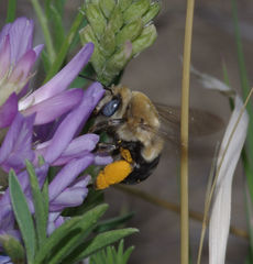 Anthophora montana