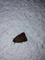 Eriopygini