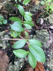 Mountain Stopper (Eugenia palumbis)