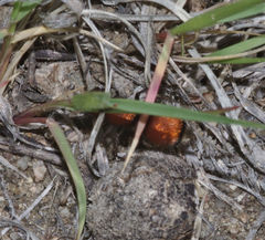 Pseudomethoca propinqua