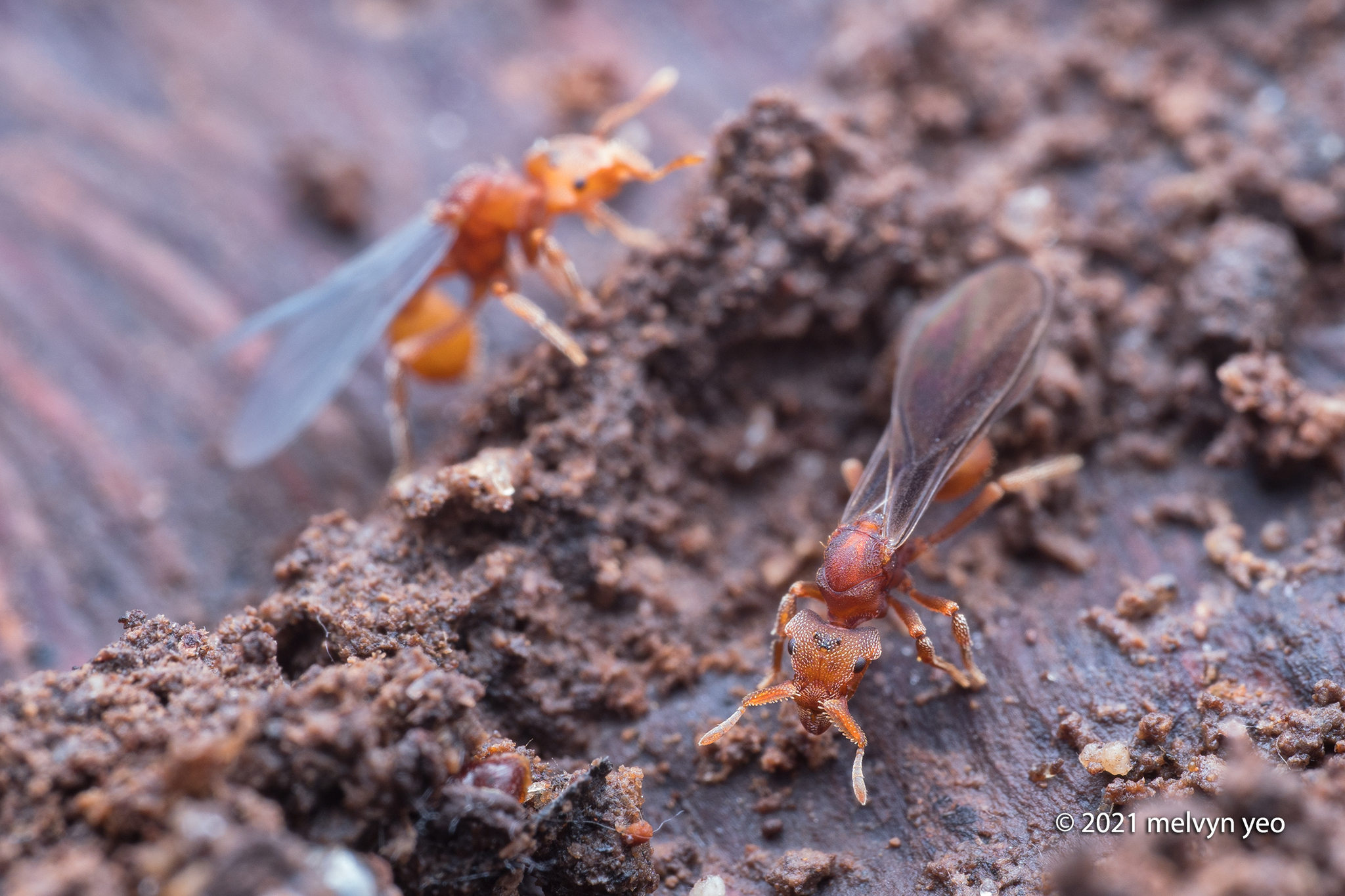 Eurhopalothrix heliscata