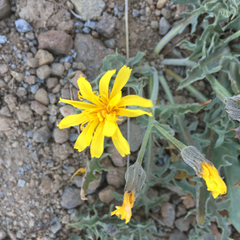 Crepis occidentalis