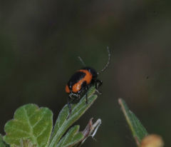 Cryptocephalus notatus