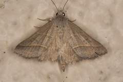 Hemeroplanis parallela