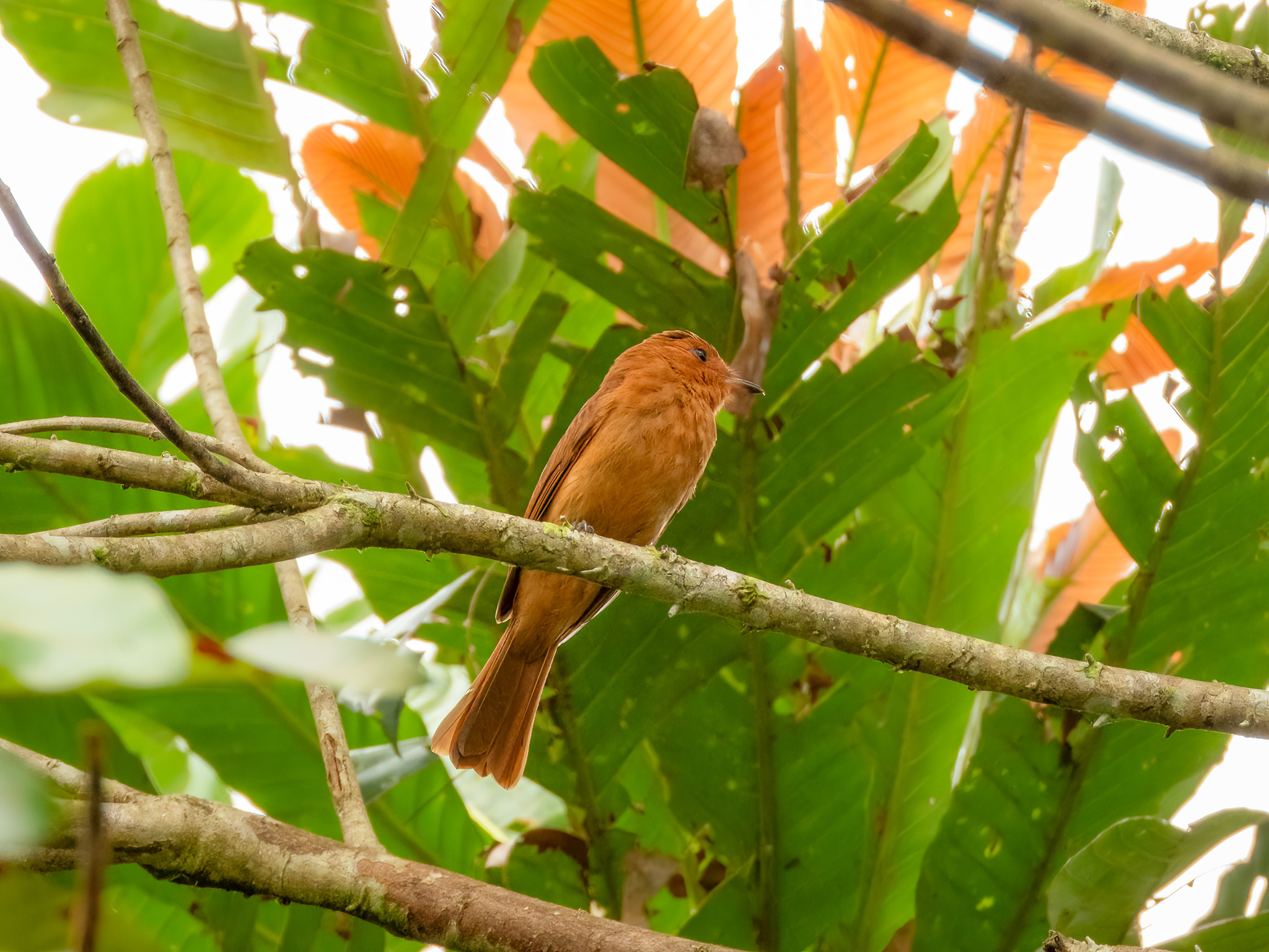 Rufous Mourner (Rhytipterna holerythra), photo 10