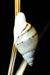 Drymaeus dominicus image
