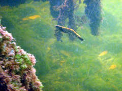 Leander tenuicornis