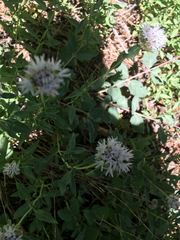 Monardella odoratissima pallida