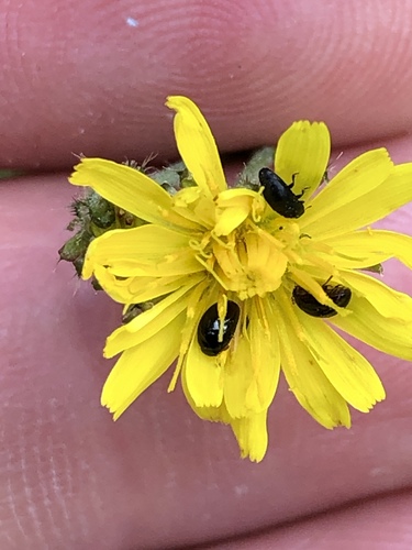 Phalacridae