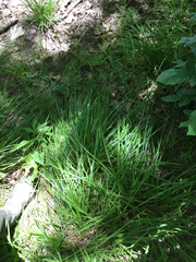 Carex debilis
