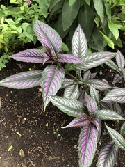 Strobilanthes auriculata dyeriana