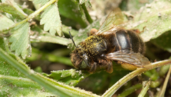 Anthophora retusa
