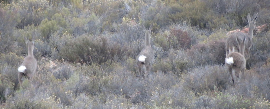 Pelea capreolus, Central Karoo DC, South Africa, by karoopixie