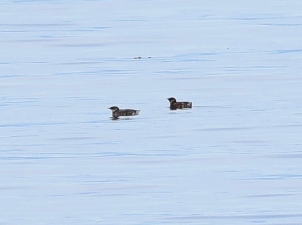 Marbled Murrelet