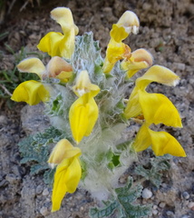 Phlomoides speciosa