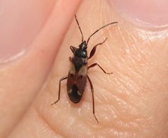 Eremocoris borealis