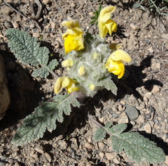 Phlomoides speciosa