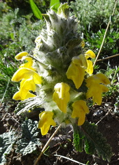 Phlomoides speciosa