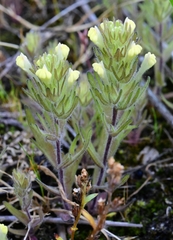Castilleja victoriae