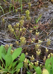 Castilleja victoriae