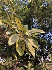 Ficus burkei