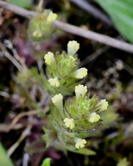 Castilleja victoriae