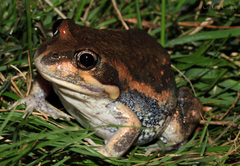 Eastern Banjo Frog photo 5