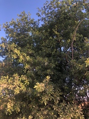Ficus burkei