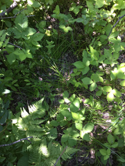 Carex bebbii