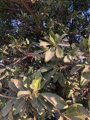 Ficus burkei