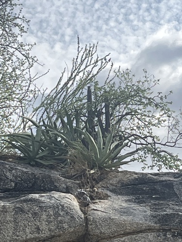 Image of Agave aurea by no rights reserved