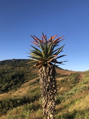 Aloe marlothii marlothii