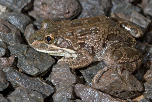 Eastern Banjo Frog, photo 7 of 7