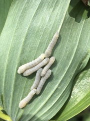 Phymatocera aterrima