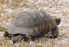 Testudo marginata