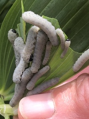 Phymatocera aterrima