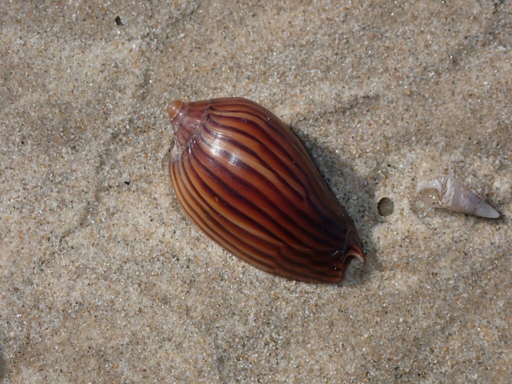 Zebra Volute from Iluka NSW 2466, Australia on July 29, 2024 at 12:40 ...
