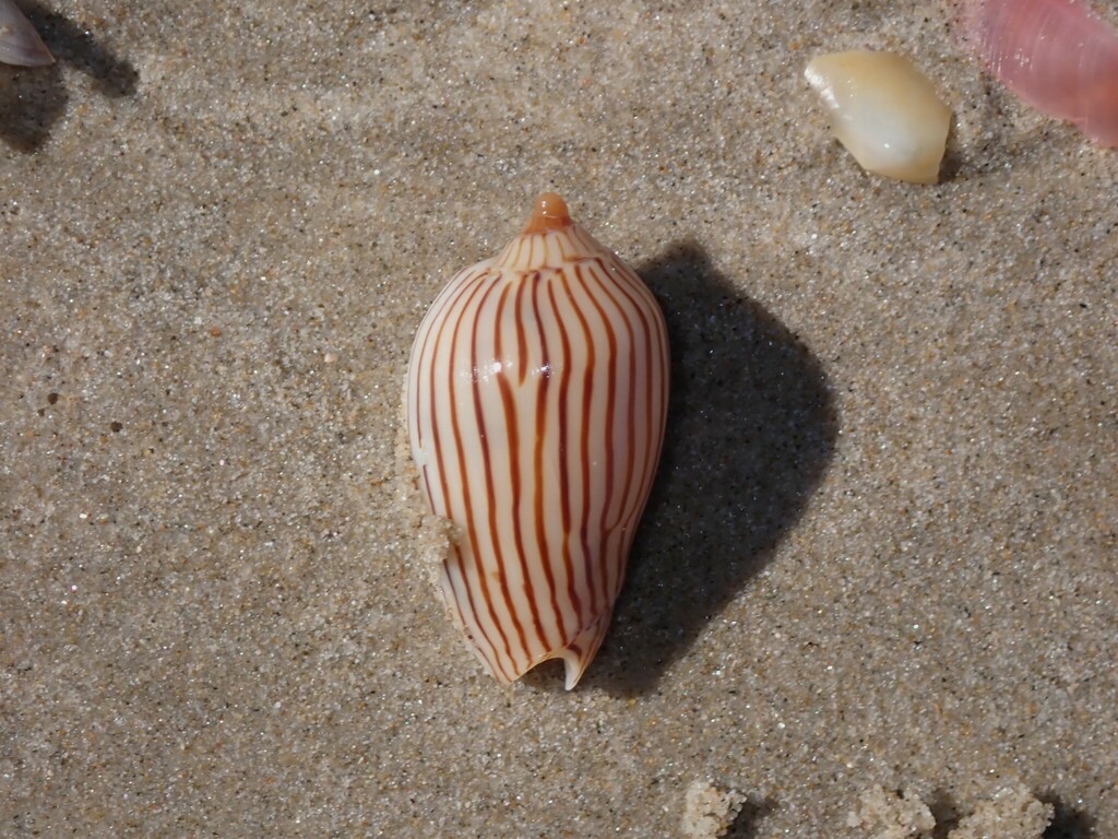 Zebra Volute from Iluka NSW 2466, Australia on July 29, 2024 at 12:43 ...