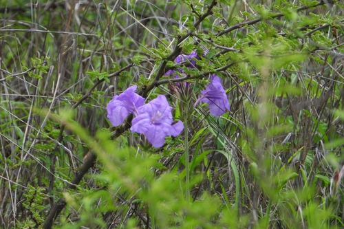 Ruellia lactea, photograph 2
