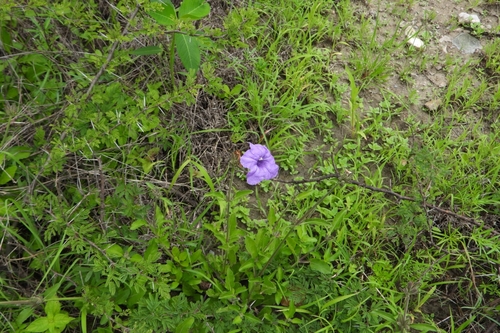 Ruellia lactea, photograph 3