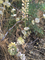 Lepidium perfoliatum