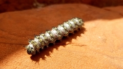 Hemileuca neumoegeni