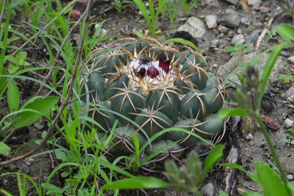 Coryphantha elephantidens, Oaxaca, MX