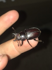Lucanus placidus