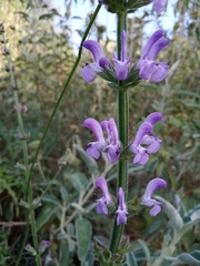 Salvia virgata