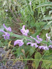 Salvia virgata