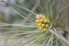 Pinus halepensis
